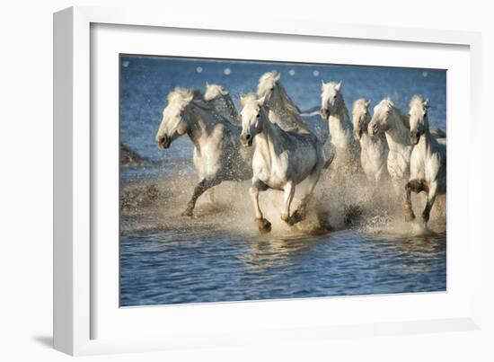 White Horses of Camargue, France, Running in Blue Mediterranean Water-Sheila Haddad-Framed Photographic Print