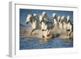 White Horses of Camargue, France, Running in Blue Mediterranean Water-Sheila Haddad-Framed Photographic Print