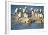 White Horses of Camargue, France, Running in Blue Mediterranean Water-Sheila Haddad-Framed Photographic Print