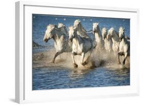 White Horses of Camargue, France, Running in Blue Mediterranean Water-Sheila Haddad-Framed Photographic Print