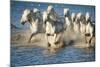 White Horses of Camargue, France, Running in Blue Mediterranean Water-Sheila Haddad-Mounted Photographic Print