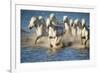 White Horses of Camargue, France, Running in Blue Mediterranean Water-Sheila Haddad-Framed Photographic Print