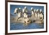 White Horses of Camargue, France, Running in Blue Mediterranean Water-Sheila Haddad-Framed Photographic Print