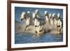 White Horses of Camargue, France, Running in Blue Mediterranean Water-Sheila Haddad-Framed Photographic Print