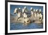 White Horses of Camargue, France, Running in Blue Mediterranean Water-Sheila Haddad-Framed Photographic Print