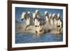 White Horses of Camargue, France, Running in Blue Mediterranean Water-Sheila Haddad-Framed Photographic Print