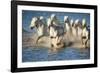 White Horses of Camargue, France, Running in Blue Mediterranean Water-Sheila Haddad-Framed Photographic Print