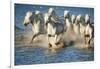 White Horses of Camargue, France, Running in Blue Mediterranean Water-Sheila Haddad-Framed Photographic Print