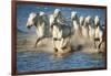 White Horses of Camargue, France, Running in Blue Mediterranean Water-Sheila Haddad-Framed Photographic Print