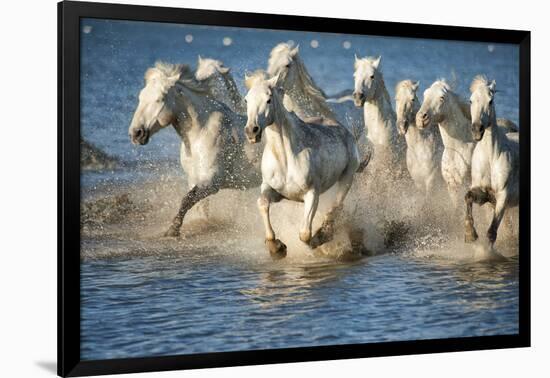 White Horses of Camargue, France, Running in Blue Mediterranean Water-Sheila Haddad-Framed Photographic Print