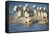 White Horses of Camargue, France, Running in Blue Mediterranean Water-Sheila Haddad-Framed Stretched Canvas