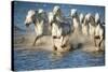 White Horses of Camargue, France, Running in Blue Mediterranean Water-Sheila Haddad-Stretched Canvas