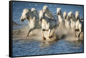 White Horses of Camargue, France, Running in Blue Mediterranean Water-Sheila Haddad-Framed Stretched Canvas