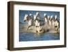 White Horses of Camargue, France, Running in Blue Mediterranean Water-Sheila Haddad-Framed Premium Photographic Print