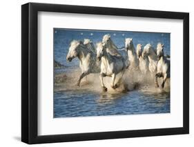 White Horses of Camargue, France, Running in Blue Mediterranean Water-Sheila Haddad-Framed Premium Photographic Print