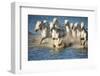 White Horses of Camargue, France, Running in Blue Mediterranean Water-Sheila Haddad-Framed Premium Photographic Print