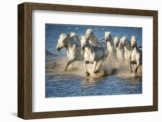White Horses of Camargue, France, Running in Blue Mediterranean Water-Sheila Haddad-Framed Photographic Print