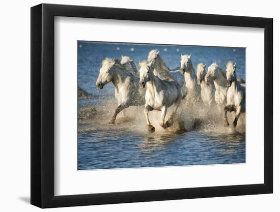 White Horses of Camargue, France, Running in Blue Mediterranean Water-Sheila Haddad-Framed Photographic Print