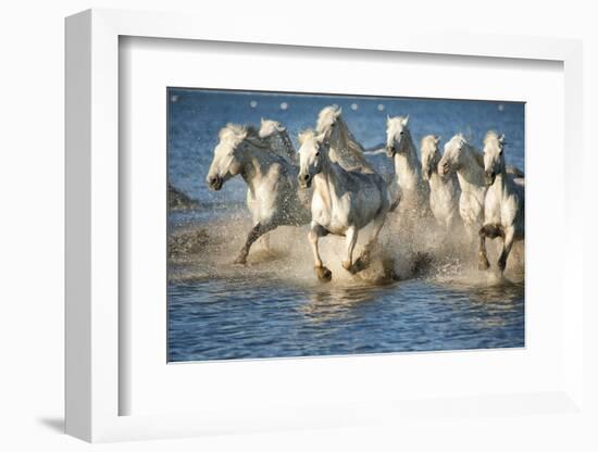 White Horses of Camargue, France, Running in Blue Mediterranean Water-Sheila Haddad-Framed Photographic Print