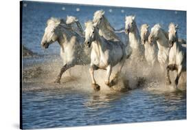 White Horses of Camargue, France, Running in Blue Mediterranean Water-Sheila Haddad-Stretched Canvas