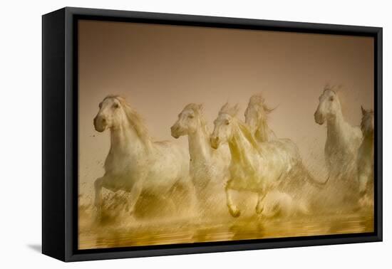 White Horses of Camargue, France Running in Mediterranean Water-Sheila Haddad-Framed Stretched Canvas