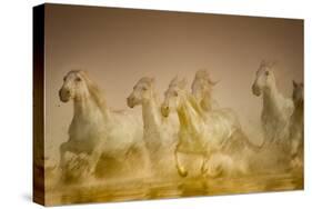 White Horses of Camargue, France Running in Mediterranean Water-Sheila Haddad-Stretched Canvas