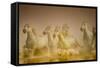 White Horses of Camargue, France Running in Mediterranean Water-Sheila Haddad-Framed Stretched Canvas