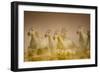 White Horses of Camargue, France Running in Mediterranean Water-Sheila Haddad-Framed Photographic Print