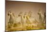 White Horses of Camargue, France Running in Mediterranean Water-Sheila Haddad-Mounted Photographic Print