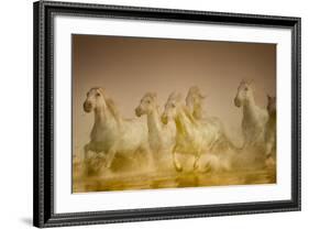 White Horses of Camargue, France Running in Mediterranean Water-Sheila Haddad-Framed Photographic Print