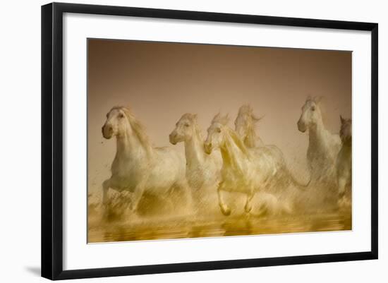 White Horses of Camargue, France Running in Mediterranean Water-Sheila Haddad-Framed Photographic Print