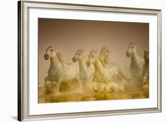 White Horses of Camargue, France Running in Mediterranean Water-Sheila Haddad-Framed Photographic Print