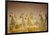 White Horses of Camargue, France Running in Mediterranean Water-Sheila Haddad-Framed Photographic Print