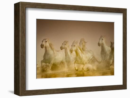 White Horses of Camargue, France Running in Mediterranean Water-Sheila Haddad-Framed Photographic Print