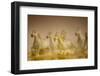 White Horses of Camargue, France Running in Mediterranean Water-Sheila Haddad-Framed Photographic Print