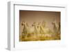 White Horses of Camargue, France Running in Mediterranean Water-Sheila Haddad-Framed Photographic Print