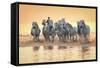 White Horses of Camargue Running in Mediterranean Water at Sunrise-Sheila Haddad-Framed Stretched Canvas