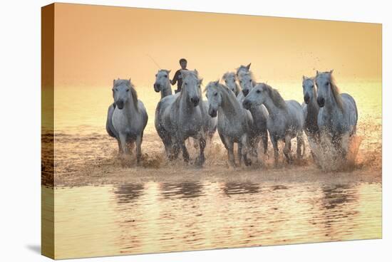 White Horses of Camargue Running in Mediterranean Water at Sunrise-Sheila Haddad-Stretched Canvas