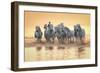 White Horses of Camargue Running in Mediterranean Water at Sunrise-Sheila Haddad-Framed Photographic Print