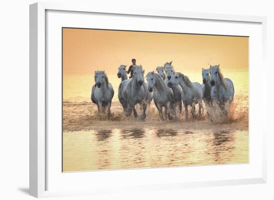 White Horses of Camargue Running in Mediterranean Water at Sunrise-Sheila Haddad-Framed Photographic Print