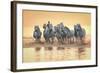 White Horses of Camargue Running in Mediterranean Water at Sunrise-Sheila Haddad-Framed Photographic Print