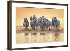 White Horses of Camargue Running in Mediterranean Water at Sunrise-Sheila Haddad-Framed Photographic Print