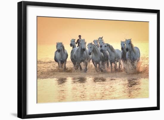 White Horses of Camargue Running in Mediterranean Water at Sunrise-Sheila Haddad-Framed Photographic Print