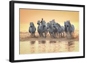White Horses of Camargue Running in Mediterranean Water at Sunrise-Sheila Haddad-Framed Photographic Print