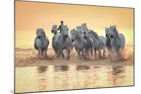 White Horses of Camargue Running in Mediterranean Water at Sunrise-Sheila Haddad-Mounted Photographic Print