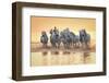 White Horses of Camargue Running in Mediterranean Water at Sunrise-Sheila Haddad-Framed Photographic Print