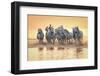 White Horses of Camargue Running in Mediterranean Water at Sunrise-Sheila Haddad-Framed Photographic Print