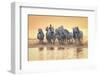 White Horses of Camargue Running in Mediterranean Water at Sunrise-Sheila Haddad-Framed Photographic Print