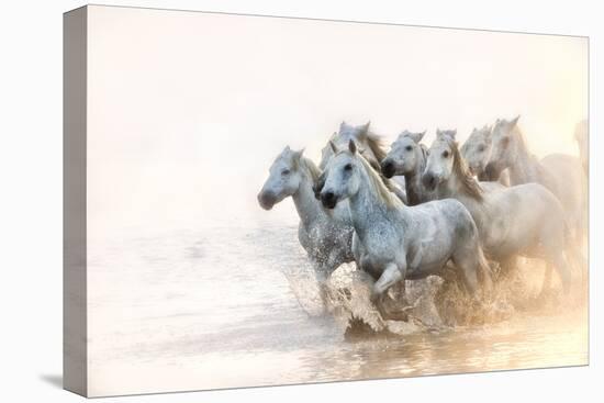 White Horses of Camargue Running in the Mediterranean Water at Sunrise-Sheila Haddad-Stretched Canvas