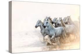 White Horses of Camargue Running in the Mediterranean Water at Sunrise-Sheila Haddad-Stretched Canvas